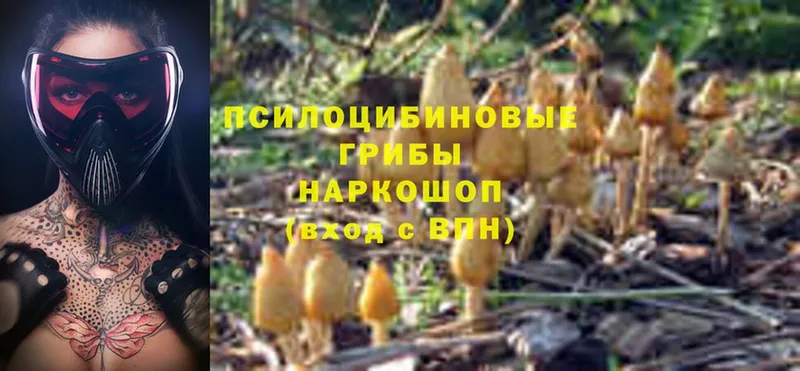 Псилоцибиновые грибы Psilocybine cubensis  где можно купить   Белореченск 